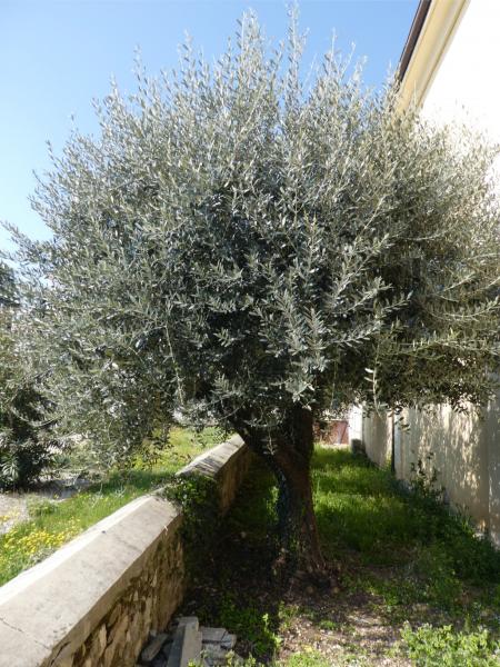 Domenica delle Palme