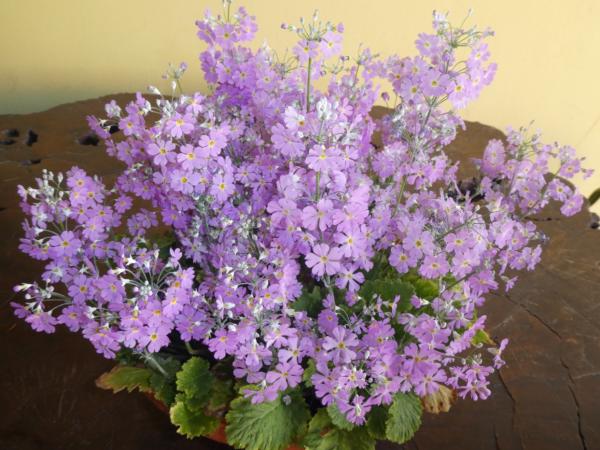 Lunedì-Martedì-Mercoledì santo